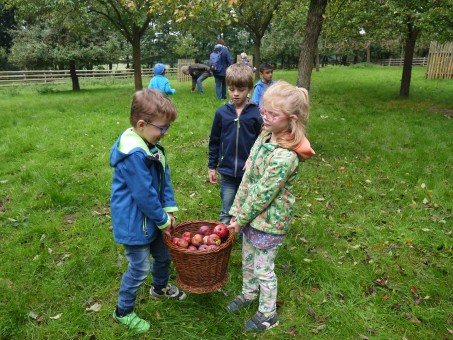 Sooo viele Äpfel wurden gefunden und mussten von den starken SchülerInnen transportiert werden.